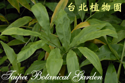 薑花，葉子的圖片