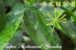 油點木(栽培種)，葉子的圖片