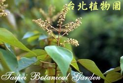 白匏仔，花與葉的圖片