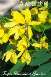 黃槐，花朵的圖片