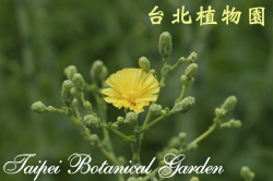 萵苣，花朵的圖片
