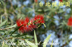 紅瓶刷子樹，花朵的圖片