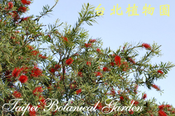 紅瓶刷子樹，開花的圖片