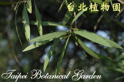 紅瓶刷子樹，葉子的圖片