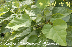 卡登柏，葉子的圖片
