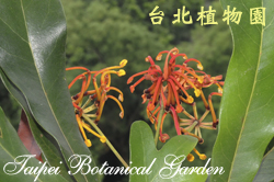 火輪樹照片