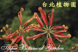 火輪樹，花的照片