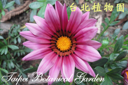 勳章菊，花的圖片