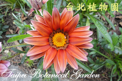 勳章菊，花的圖片