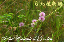 植物照片尚待拍攝中