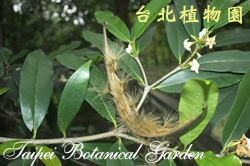 植物照片尚待拍攝中