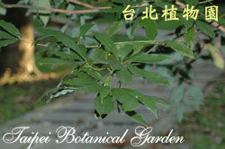 植物照片尚待拍攝中
