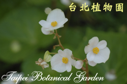 蘭嶼秋海棠，花的圖片
