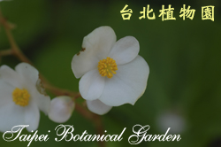 蘭嶼秋海棠，花的圖片