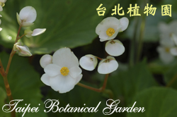 蘭嶼秋海棠，花的圖片