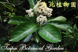 日本珊瑚樹，花與葉的圖片