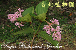 密花野牡丹藤，花枝的圖片