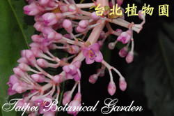 密花野牡丹藤，花枝的圖片