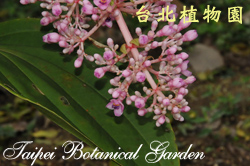 密花野牡丹藤，花枝的圖片
