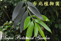長葉竹柏，葉子的圖片