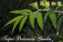 長葉竹柏，葉子的圖片