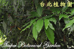 日本楨楠，葉的圖片