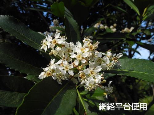 <I>Eriobotrya</I> <I>deflexa</I> (Hemsl.) Nakai ???