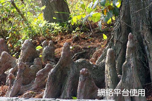 <I>Taxodium</I> <I>distichum</I> (L.) Rich.&nbsp;???