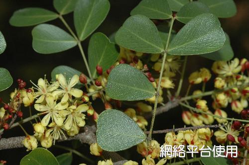 <I>Haematoxylon</I> <I>campechianum</I> L. ???