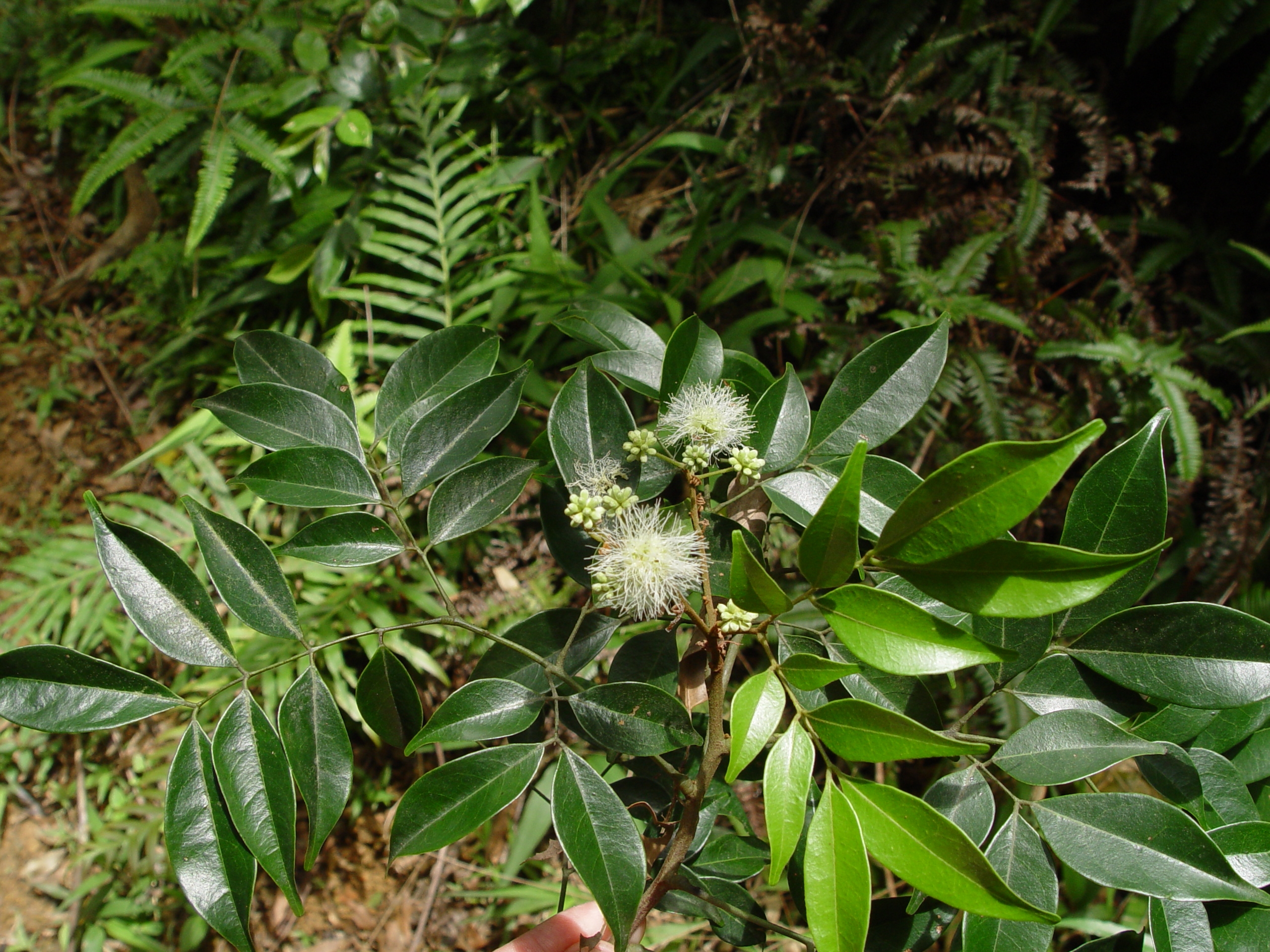 植物照片尚待拍攝中