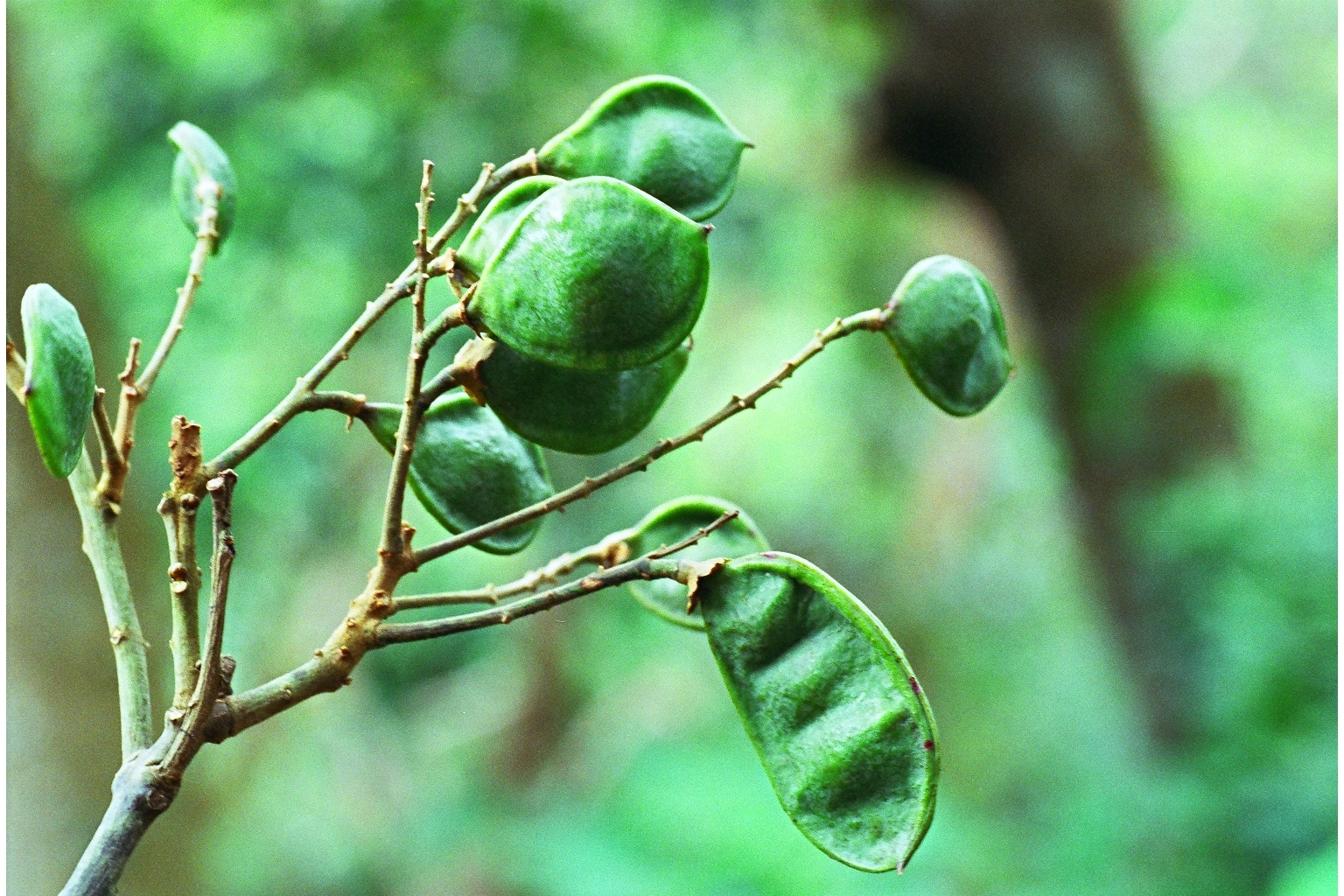 植物照片尚待拍攝中