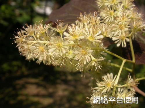 <I>Homalium</I> <I>cochinchinensis</I> (Lour.) Druce&nbsp;???