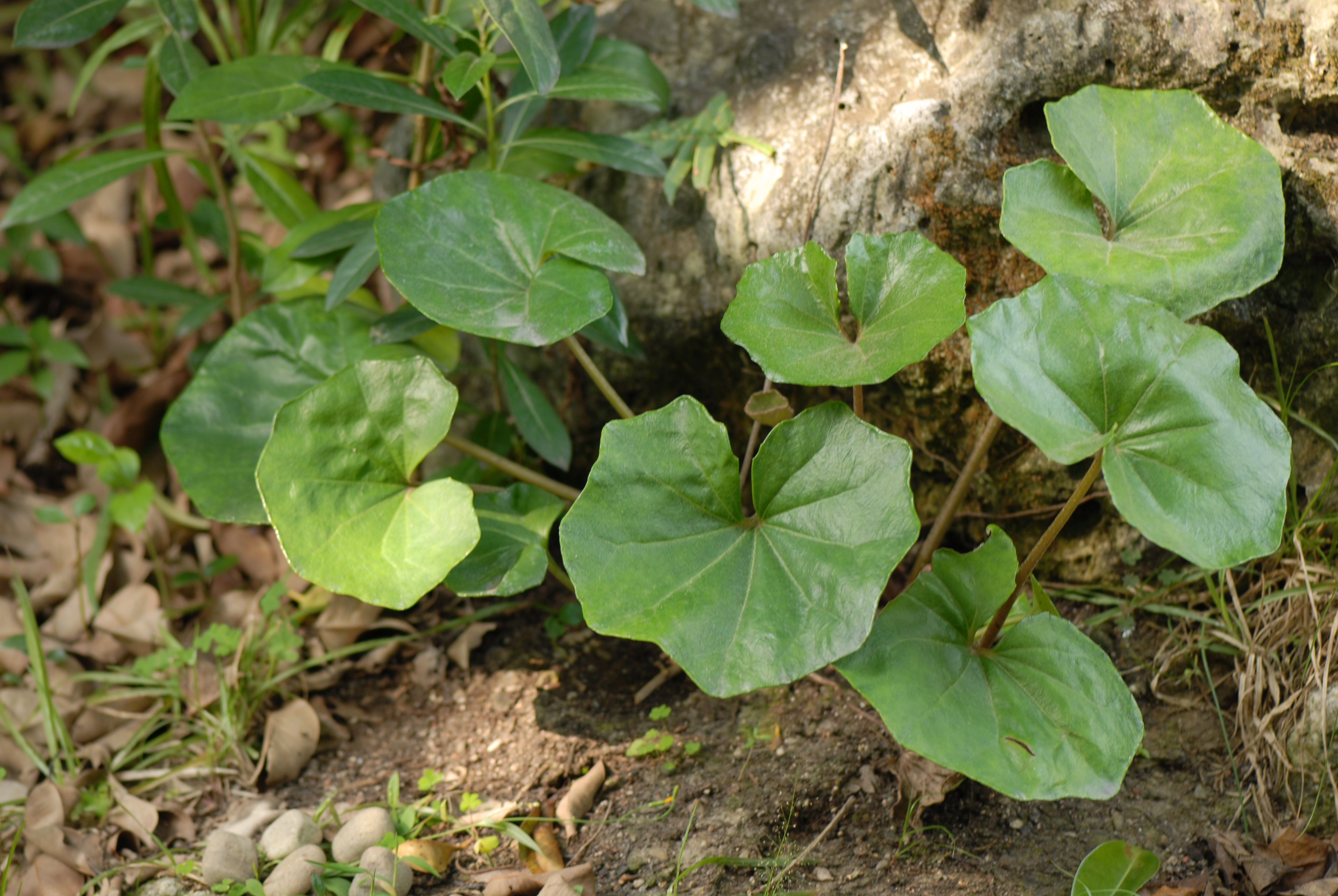 山菊的葉子