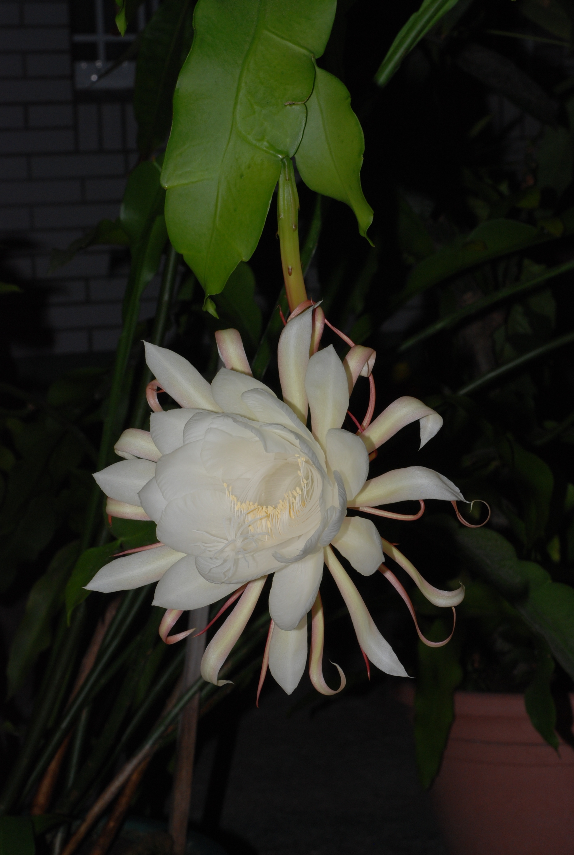 曇花的花圖片。