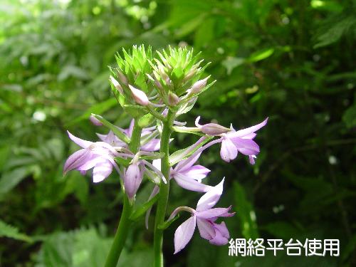 <I>Calanthe</I> <I>sylvatica</I> (Thouars) Lindl.&nbsp;?????