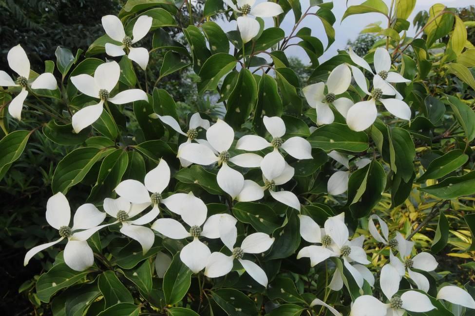 四照花