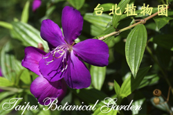 巴西野牡丹的花圖。