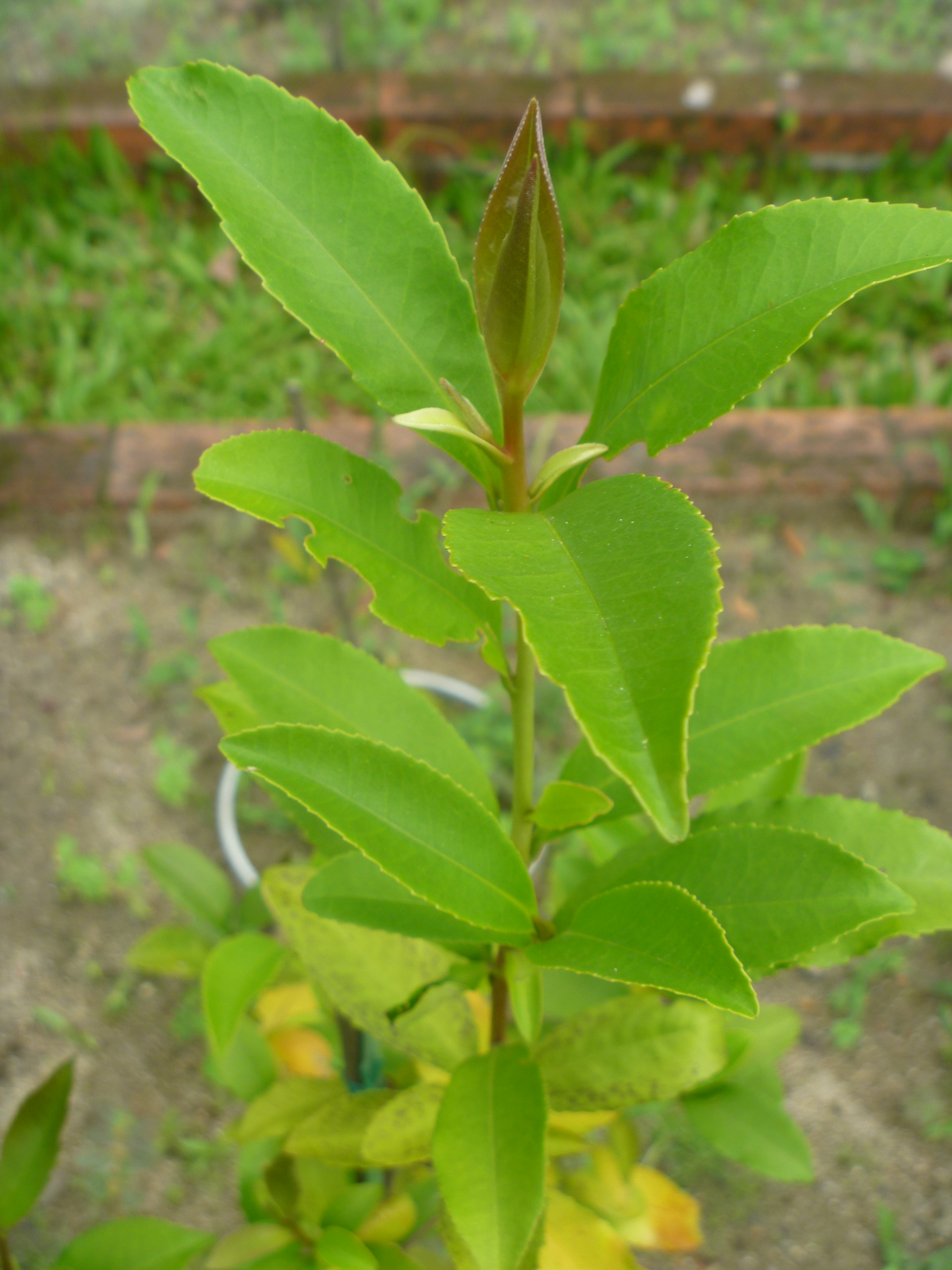 武威山烏皮茶
