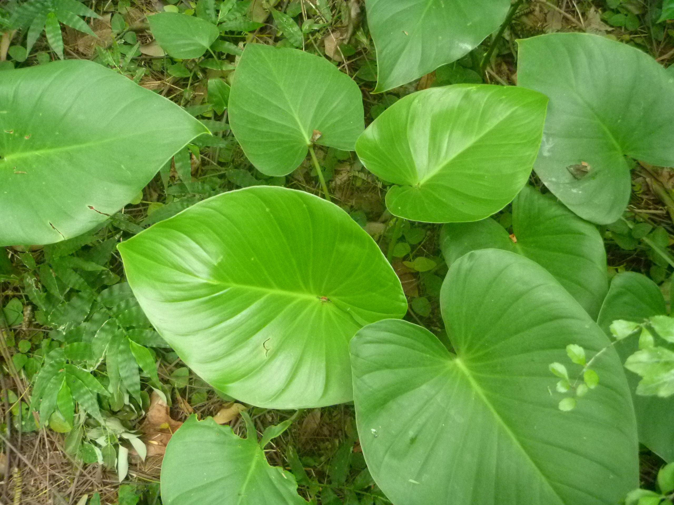 菲律賓扁葉芋。