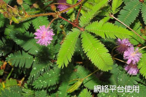 <I>Mimosa</I> <I>pudica</I> L. ???
