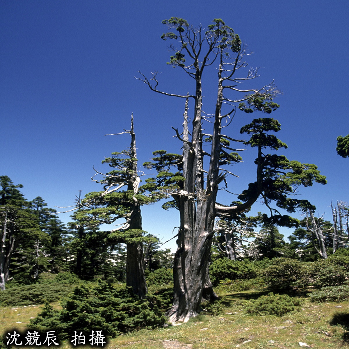 玉山圓柏的圖片。