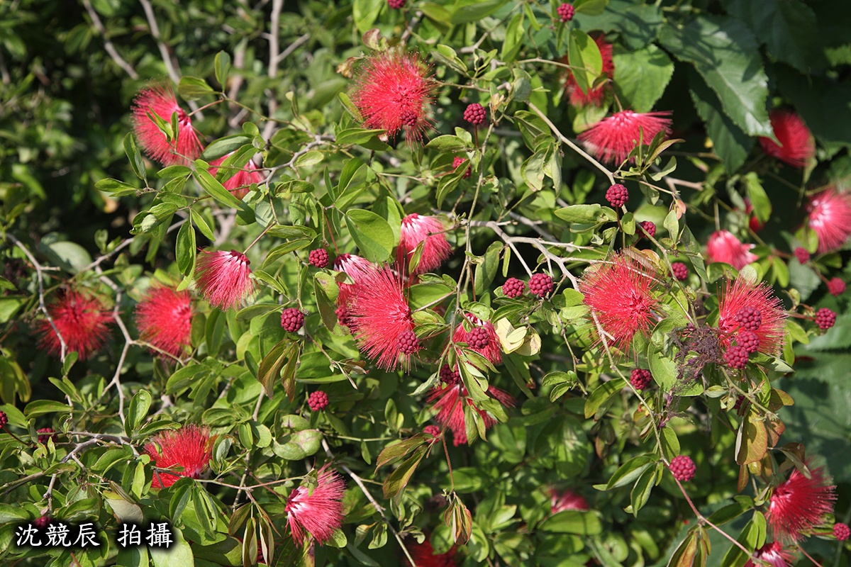 美洲合歡的花圖。
