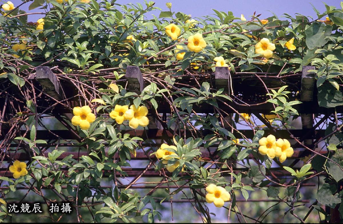 軟枝黃蟬的花圖。