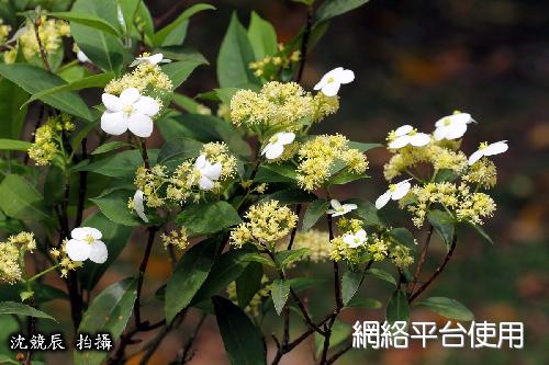 Hydrangea chinensis Maxim.&nbsp;???