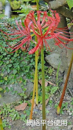 <I>Lycoris</I> <I>radiata</I> (L' Her.) Herb. ????