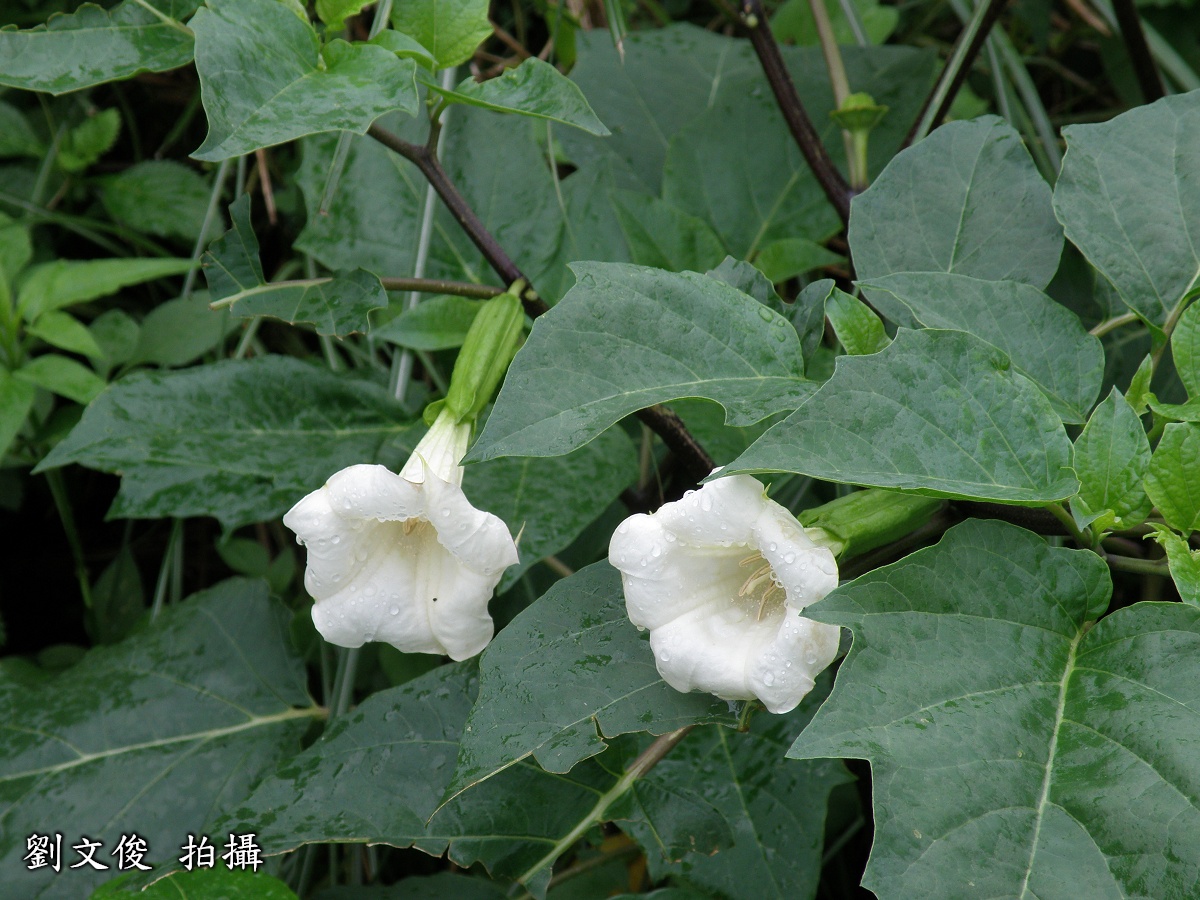 曼陀羅的花圖片。