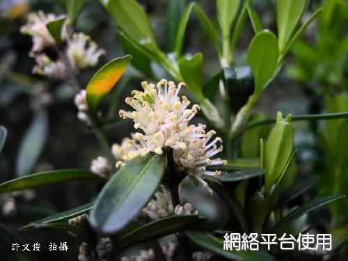 <I>Buxus</I> <I>harlandii</I> Hance ????