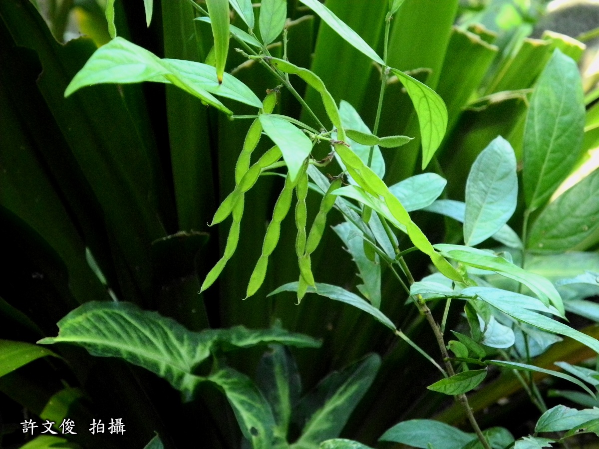 小槐花的結果圖。