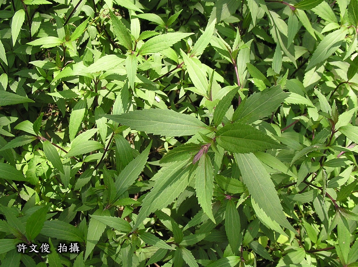 澤假藿香薊的圖片。