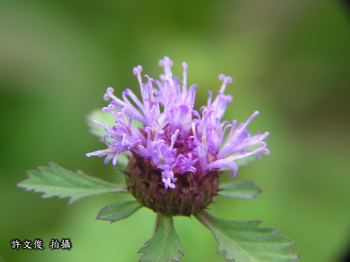 菲律賓鈕扣花的花圖。